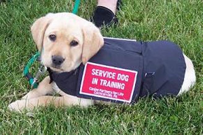 register your dog to be a service dog